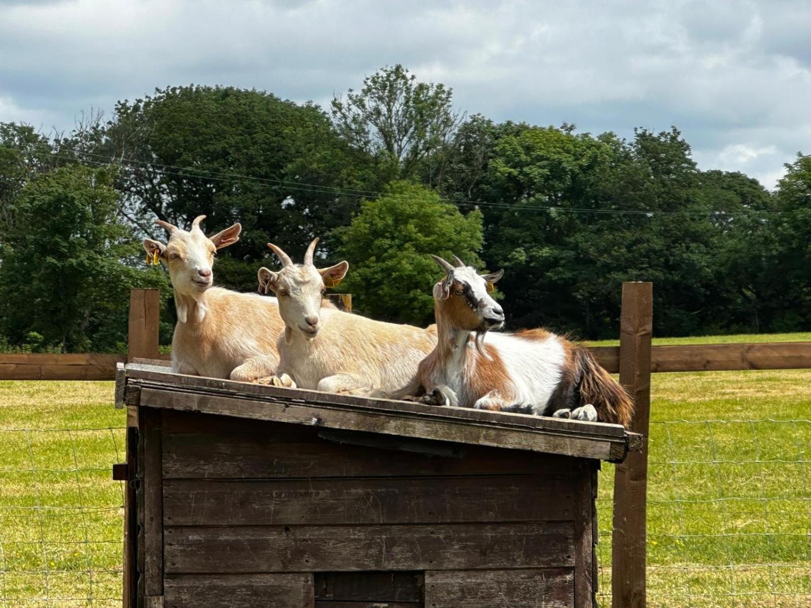 Stags Hide Hotel Minwear Eksteriør billede